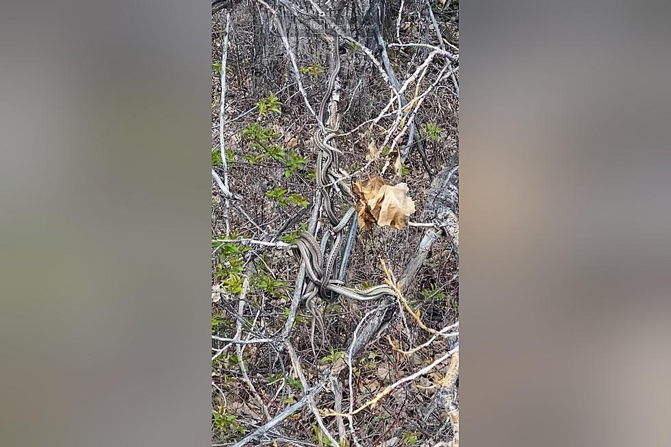 Hiker Shares Video of a Snake Ball in a Tree