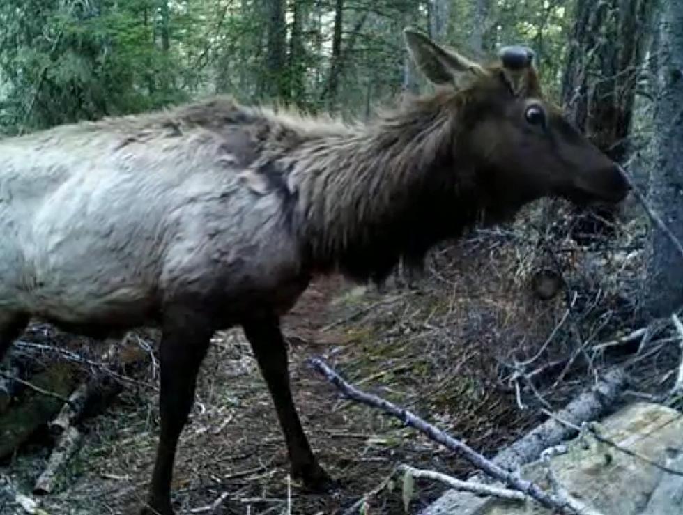 New Wyoming Trail Cams Full of Bears, Mountain Lions and Elk