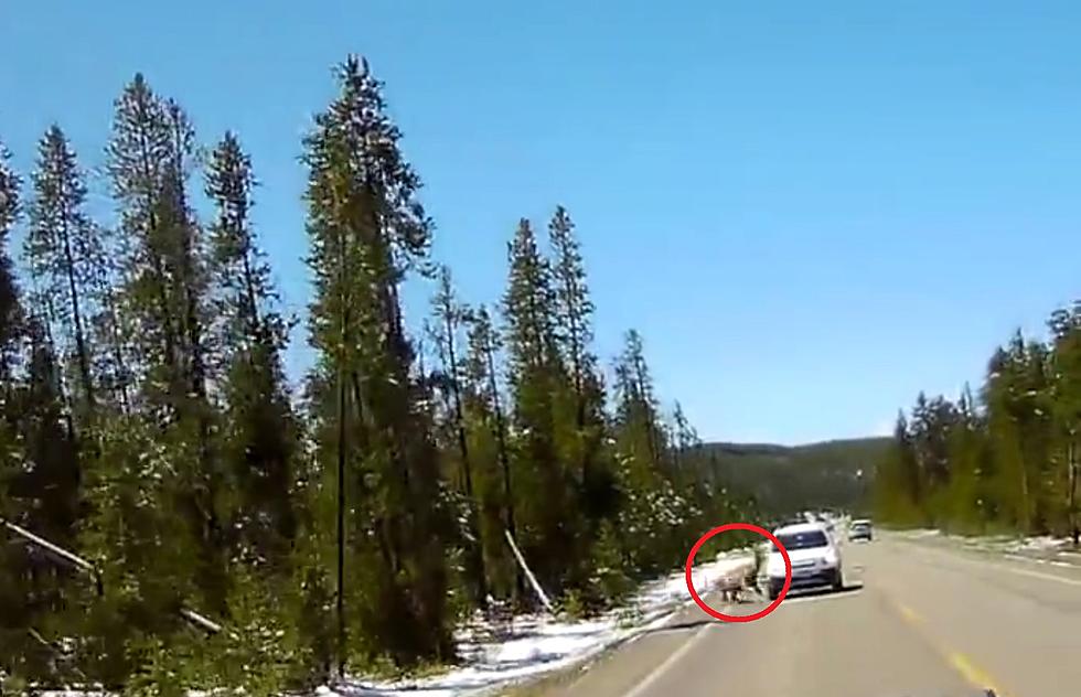 Watch a Wolf Chase an Elk into a Car in Yellowstone (Graphic)
