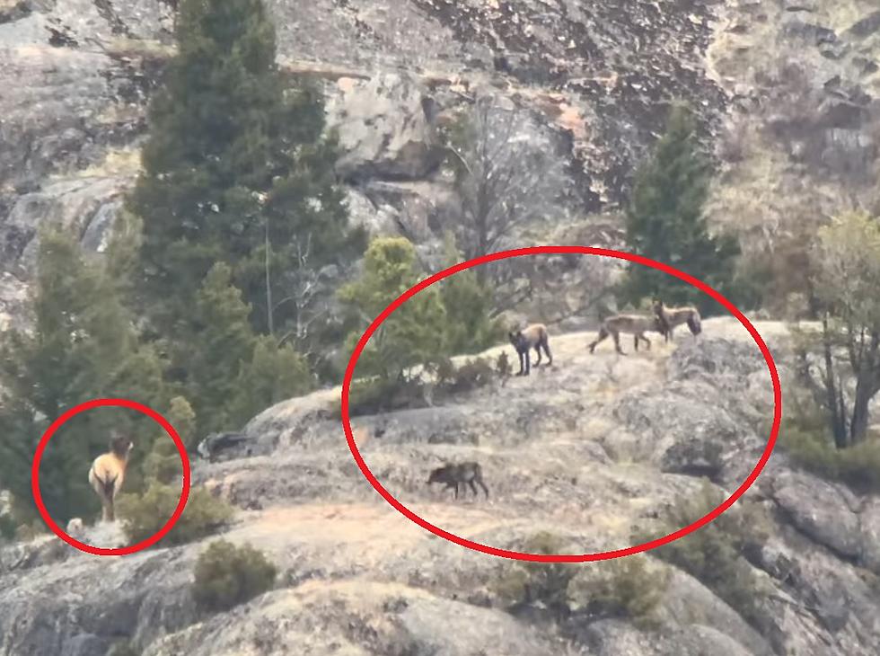 Yellowstone Wolf Pups Corner an Elk, Don’t Know What to Do Next