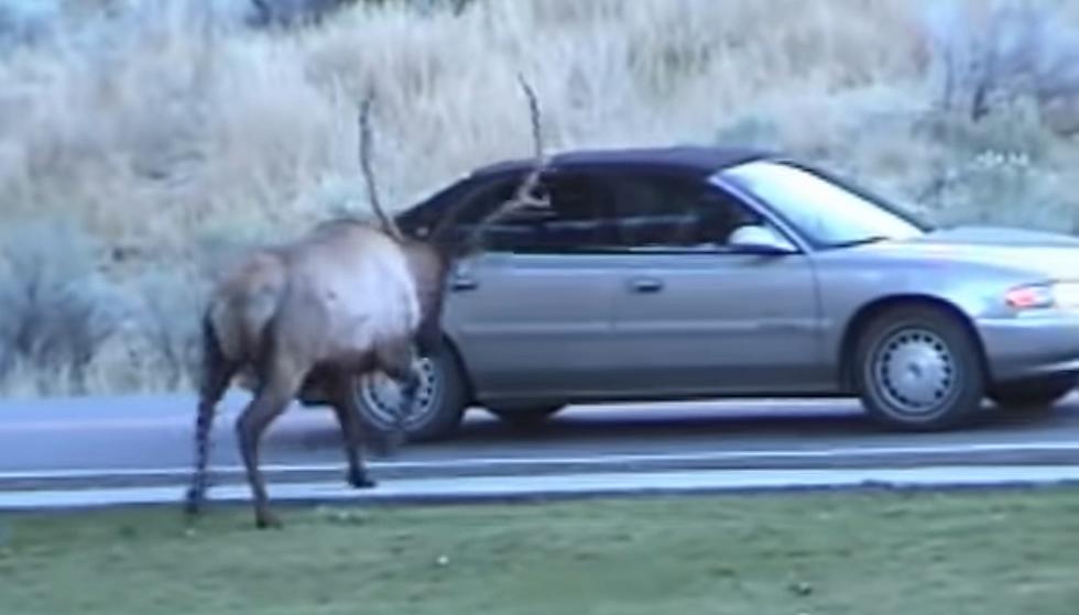 Yellowstone Flashback: When a Bull Elk Rammed Dozens of Vehicles