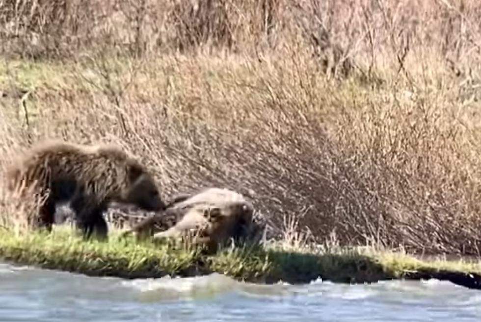 Yellowstone Grizzly Mom Wants a Break But Cubs Won’t Let Her