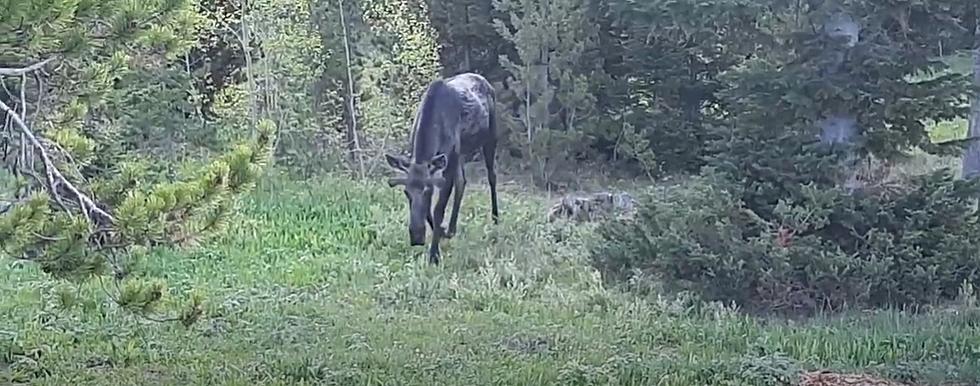 Unwanted Breakfast Guest In Bondurant, Wyoming