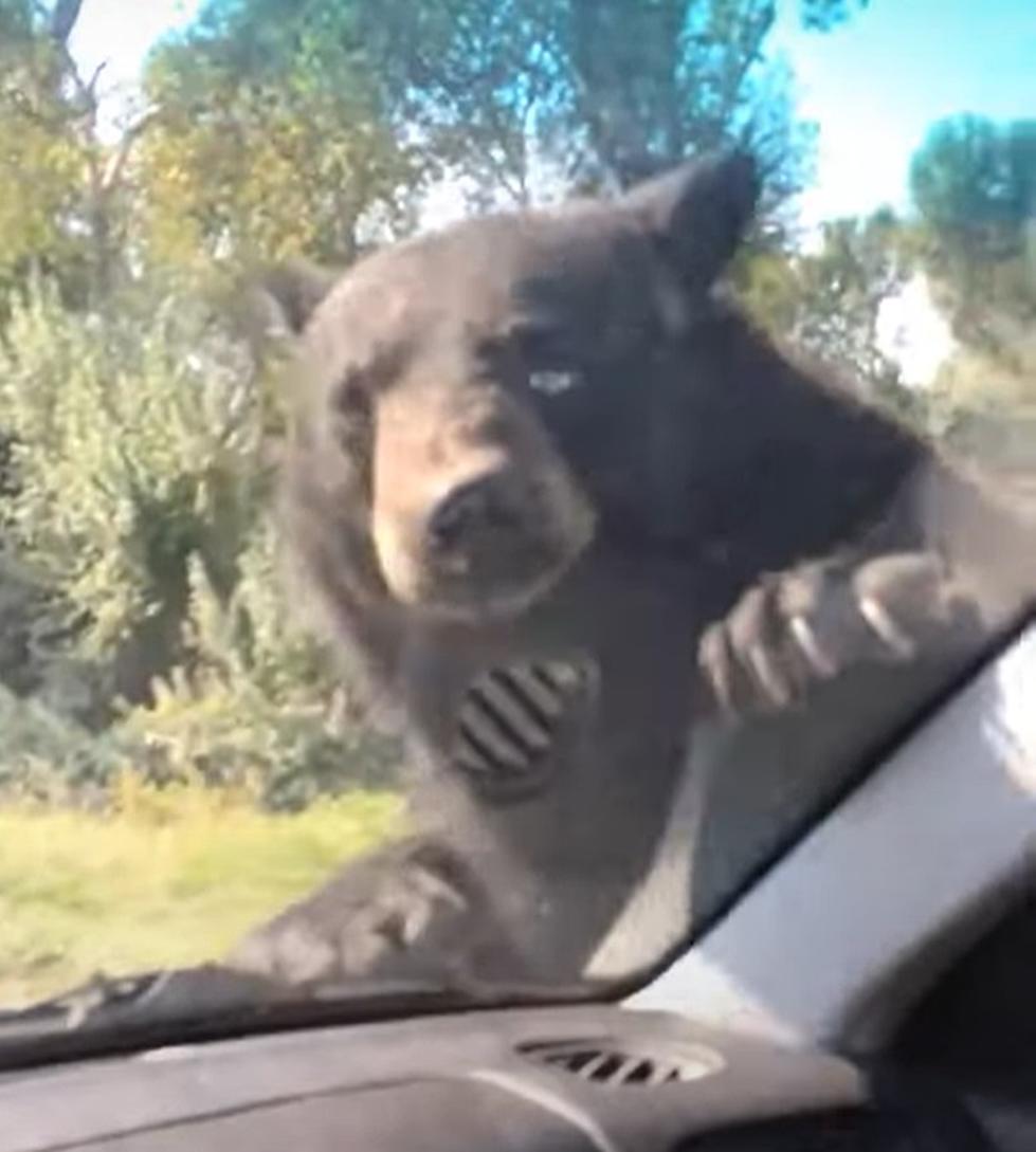 Bear Tries To Board A Car With A Couple Driving in Yellowstone
