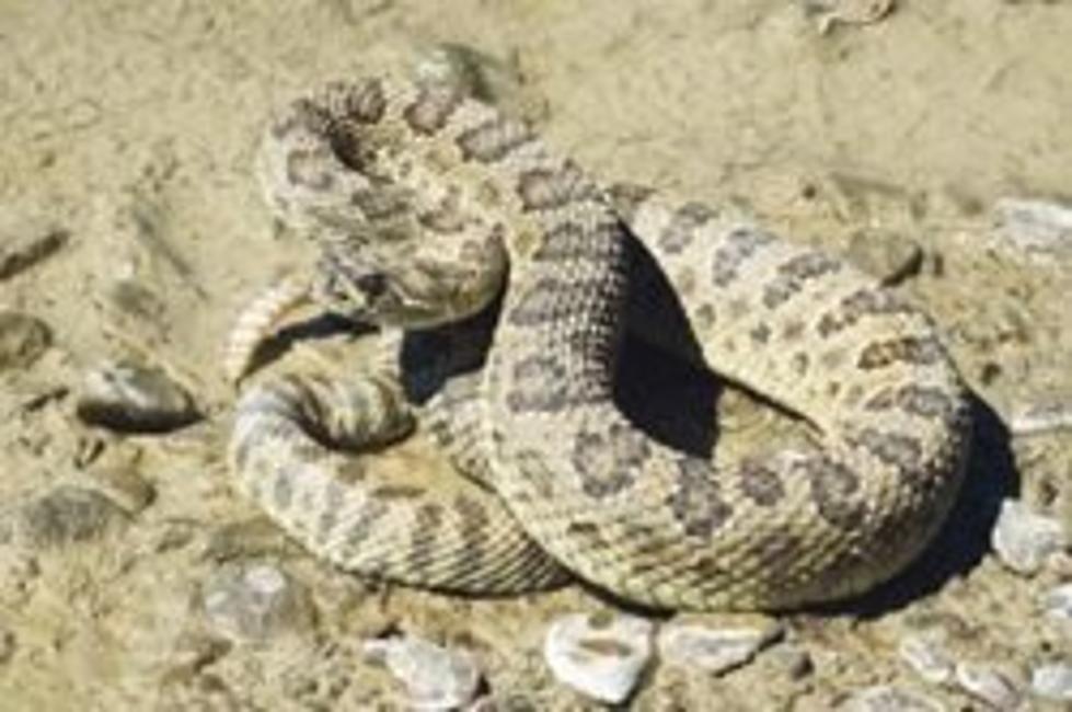 Wyoming Rattlesnakes Are Out In Numbers Due To Two Year Severe Drought