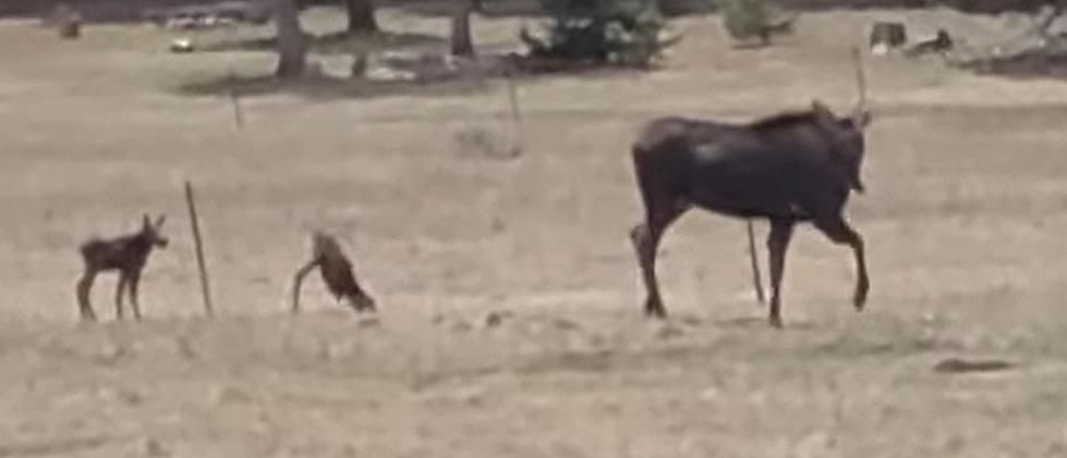 Young Clumsy Big Horn Wyoming Moose Takes A Trip, Literally