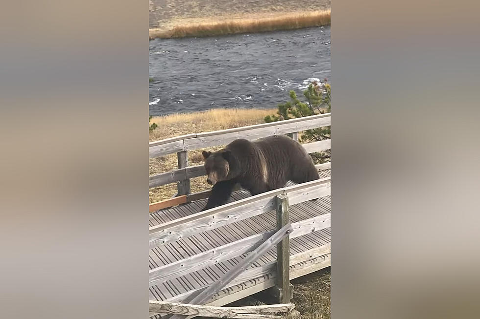 Yellowstone Grand Prismatic Visitors Meet a Bear on the Boardwalk