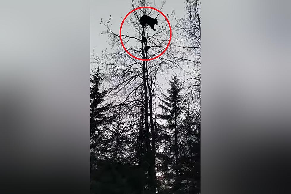 Watch a Bear Mom and Cubs Defy Gravity in a Very Tall Tree