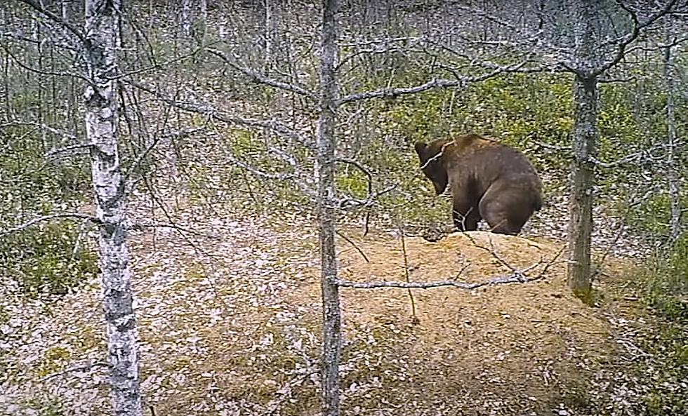 Watch a Bear Find Then Annihilate a Wolf Den with Young Pups