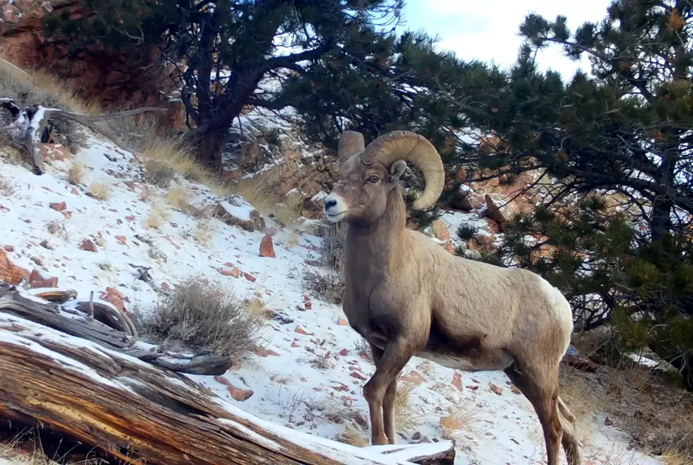 New Wyoming Game and Fish Trail Cam is Full of Bighorn Sheep