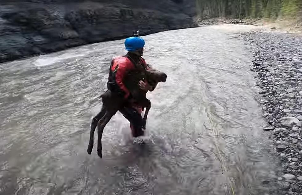 Watch Hero Kayakers Save a Young Moose from a Raging River
