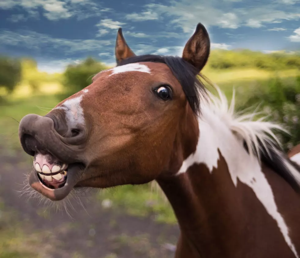 Barrel Race Horse Caught Trying to Steal Dog and Chicken Food