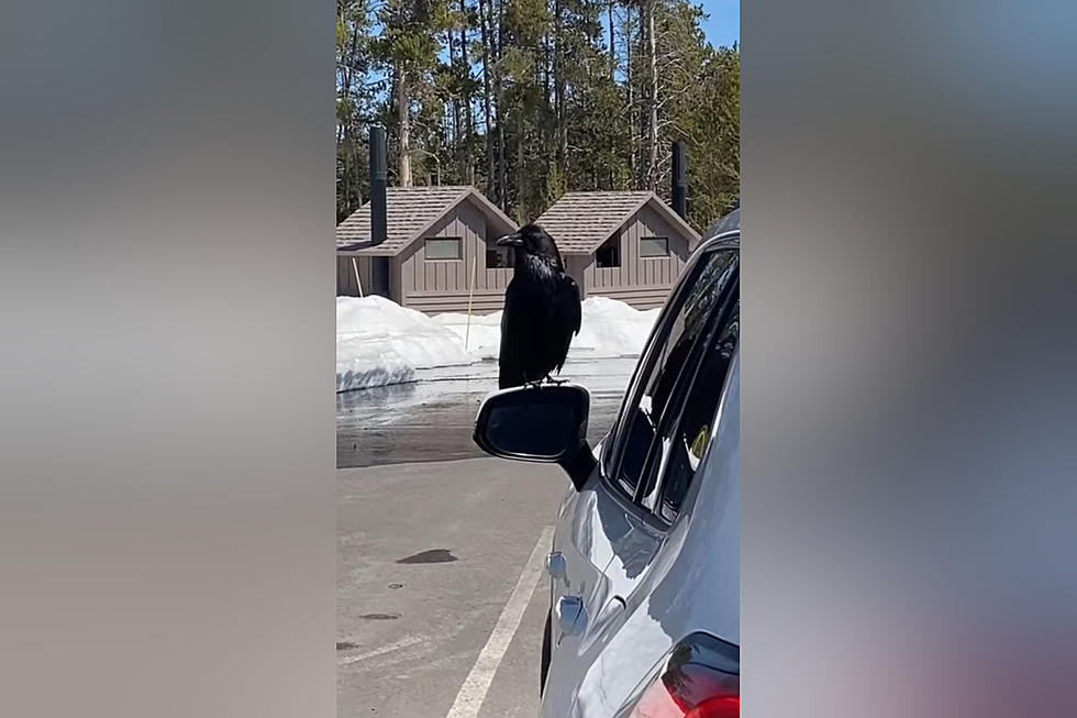 Yellowstone Tour Group Gets Trolled By a Raven on their Mirror