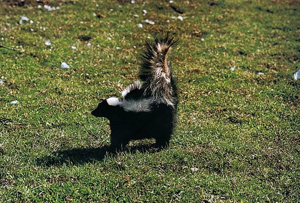 The Stink is Strong In Casper Thanks To A Wyoming Skunk