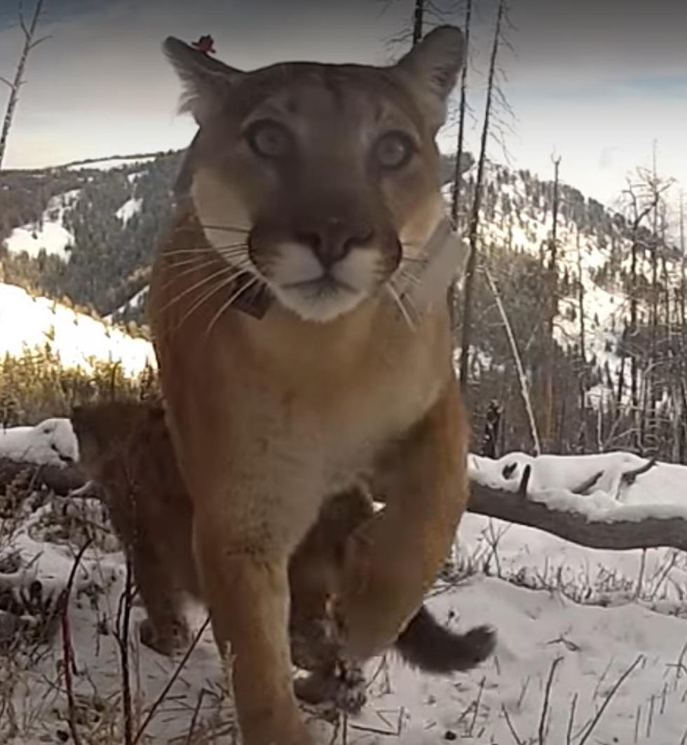 Mountain Lions The Quiet Stalkers Of Wyoming Wilderness
