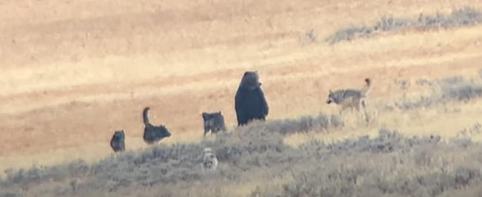 Watch: Wyoming Wolf Pack Too Tough For Grizzly In Yellowstone Battle