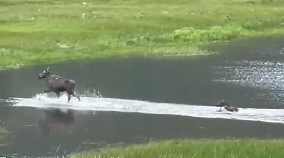 WATCH: Adorable Baby Moose Has To Hustle To Keep Up With Mama