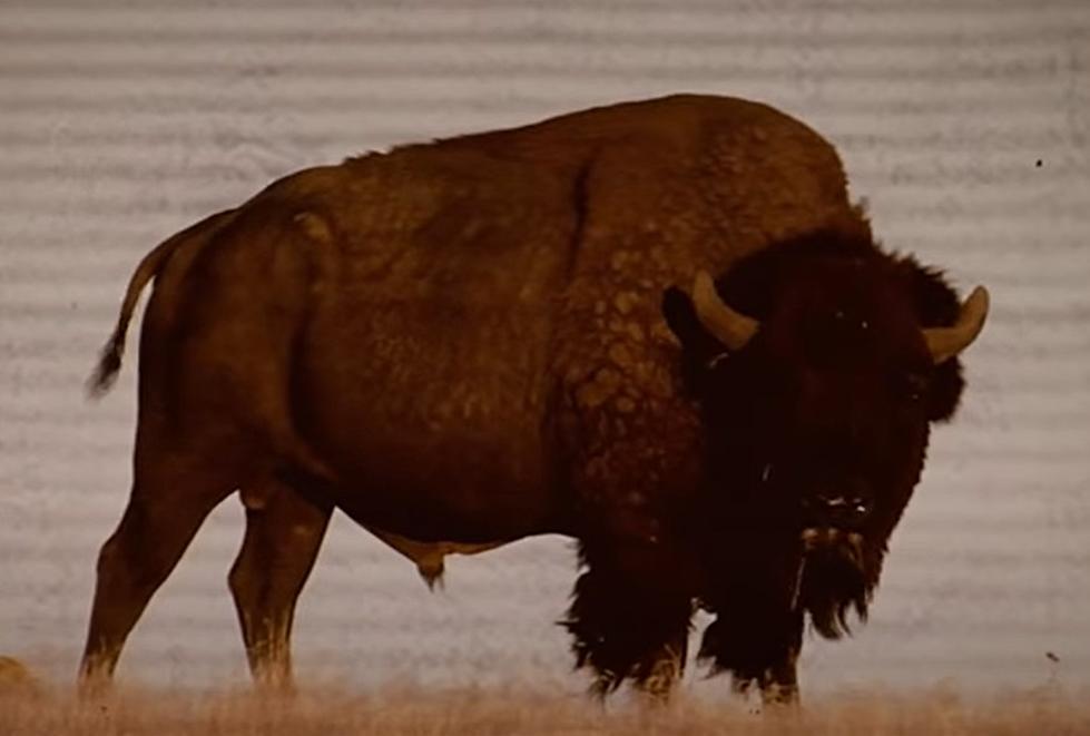 How To Clearly Tell Difference in WY State Mammal Bison &#038; Buffalo