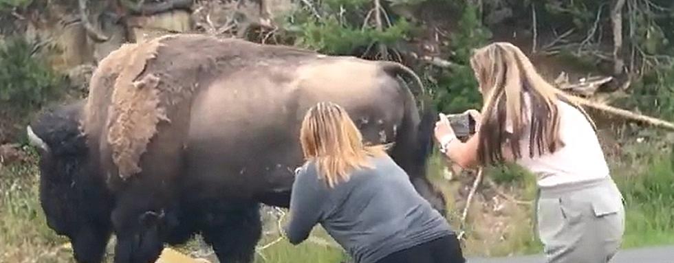 Lucky Visitors Close To Bison, Avoid Being Gored In Yellowstone