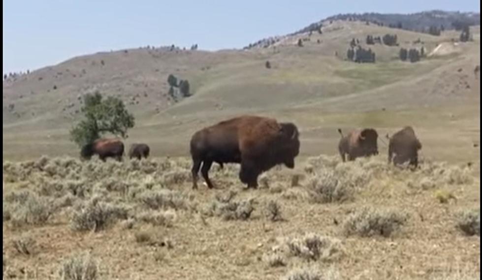 Yellowstone Bison Gored in Intense Fight Dies And has To Be Moved
