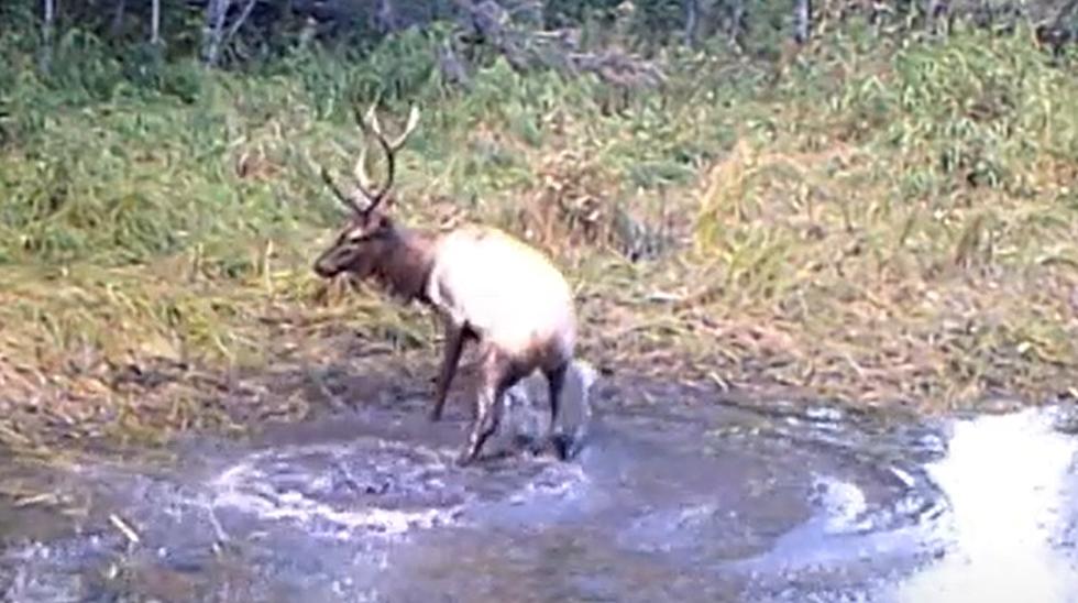 Wyoming Elk Are Just Big Kids, They Love Splashing in the Mud