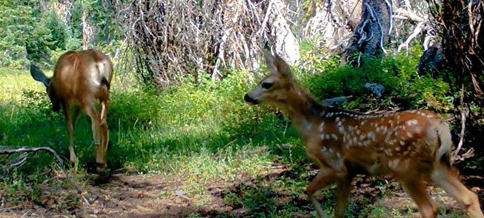 WATCH: Wyoming Mule Deer Fawns Enjoying Their First Summer