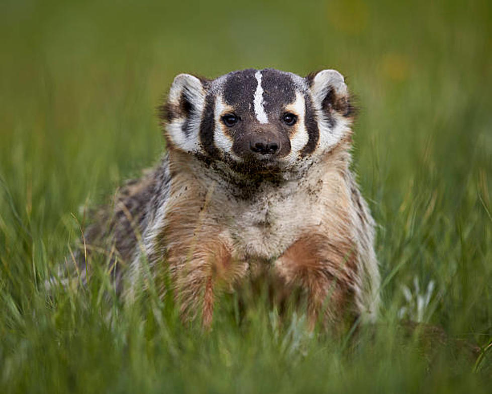Have You Seen Any Happy Badgers Roaming Wild In Wyoming?