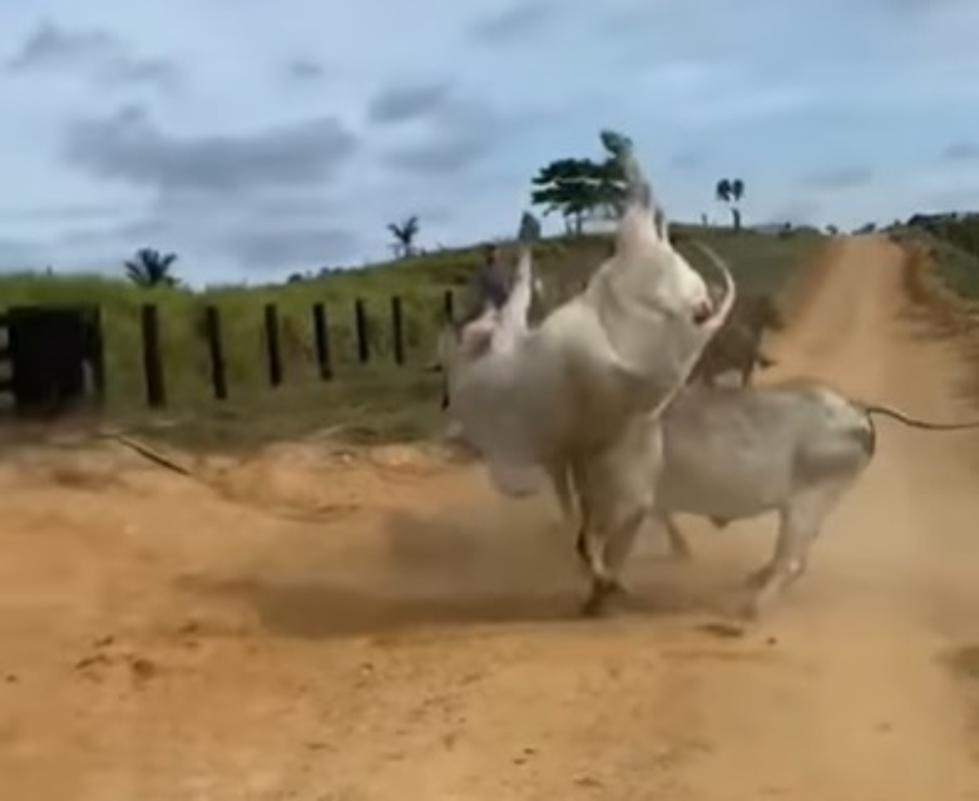 WATCH: Intense Fight Between Two Massive Brahma Bulls