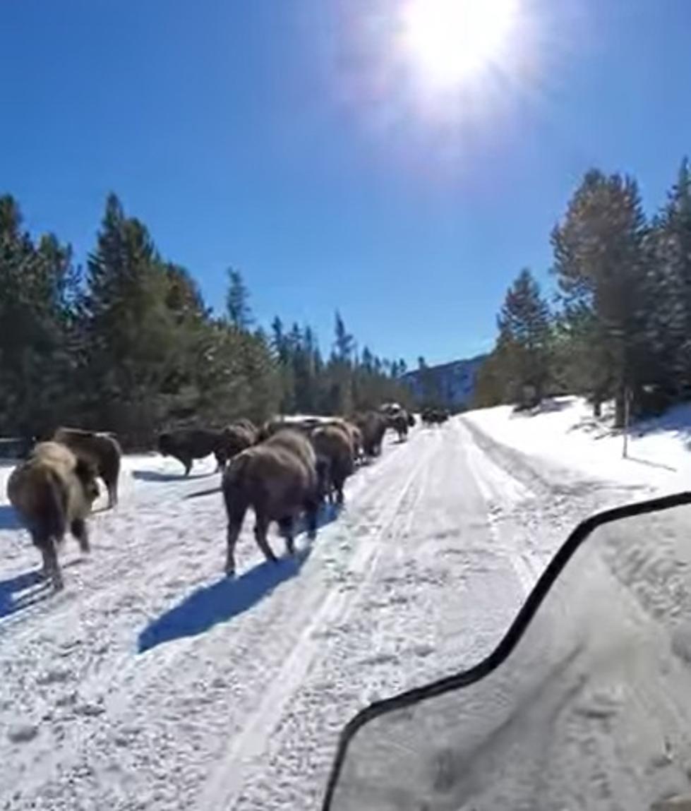 Wyoming Bison Play In Snow While Eager Snowmobilers Look On