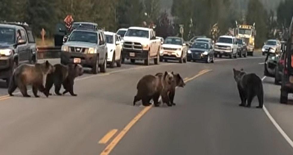 Wyoming Grizzly 399 and Cubs Know How To Stop Traffic In Jackson