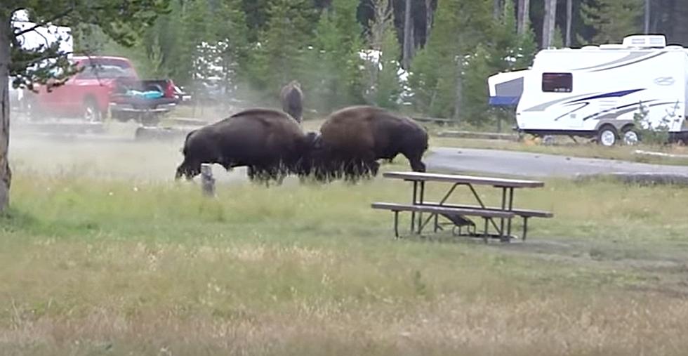 WATCH: Bison Put On Powerful Show In Yellowstone Campground