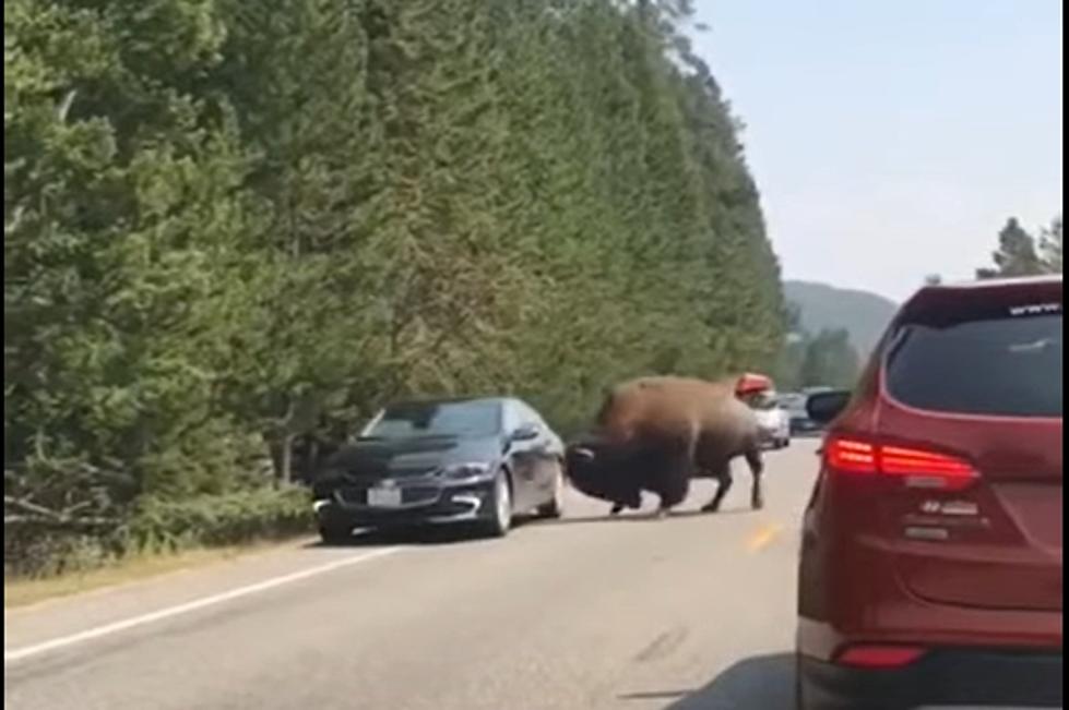 When Bison Attack In Yellowstone, They Don't Care If It's a Car