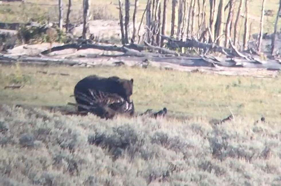 Watch: Ambitious Wyoming Grizzly Rushes To Be First In Lunch Line