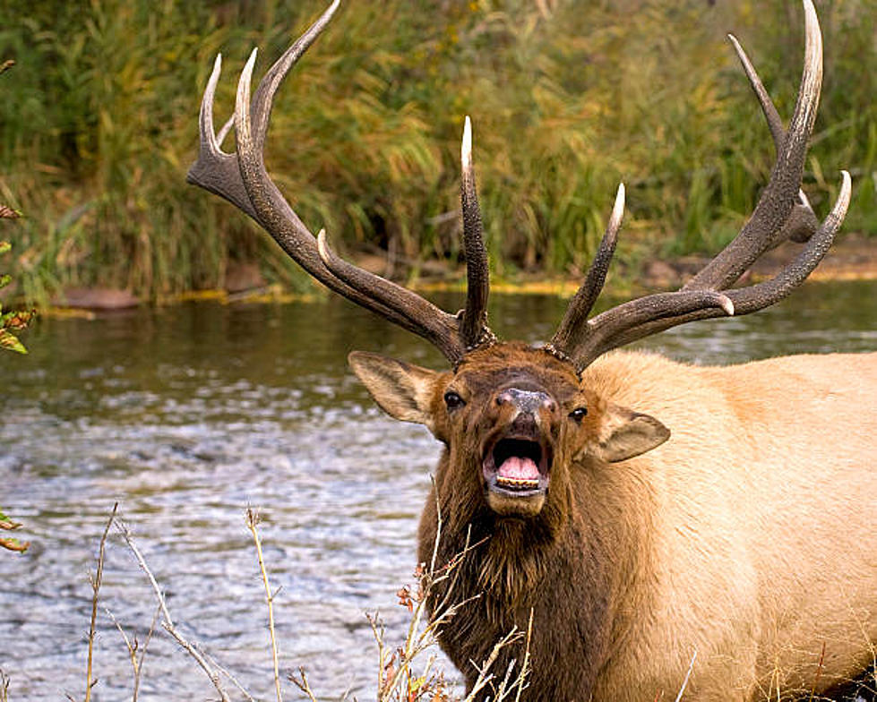 Man In Mammoth Hot Springs Charged By Bull Elk Luckily Not Hurt