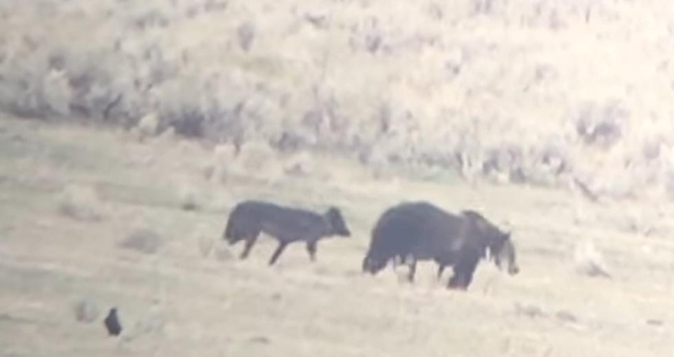 WATCH: A Calm Interaction Between Wyoming Grizzly and Wolf