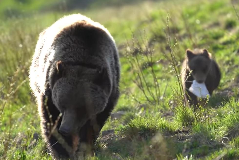 Wyoming Bear Cub Seen Playing With Discarded Mask, People Are Mad