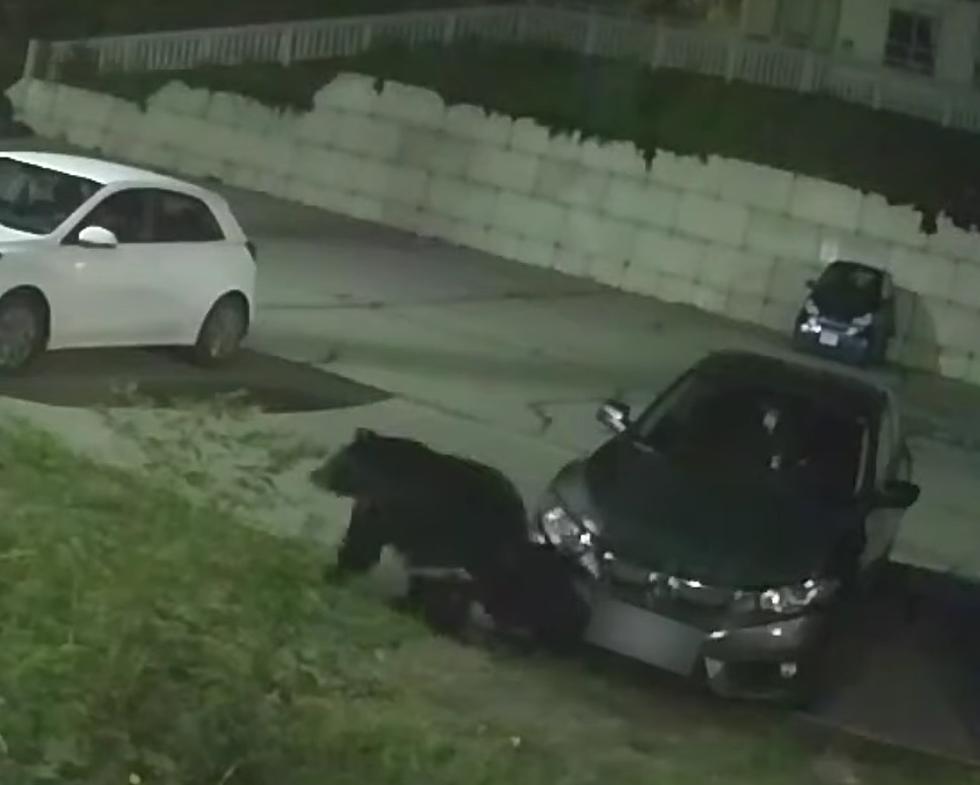 WATCH: Bear Climbs All Over Car And Doesn't Leave A  Scratch