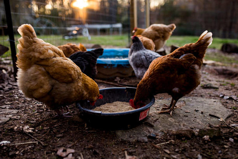 Can Owning Chickens Save You Money If you Live In Casper?