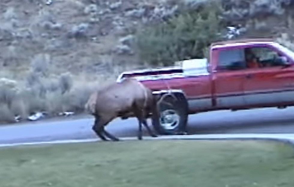 Why Do People Irritate Gigantic Elk During Rut In Yellowstone?