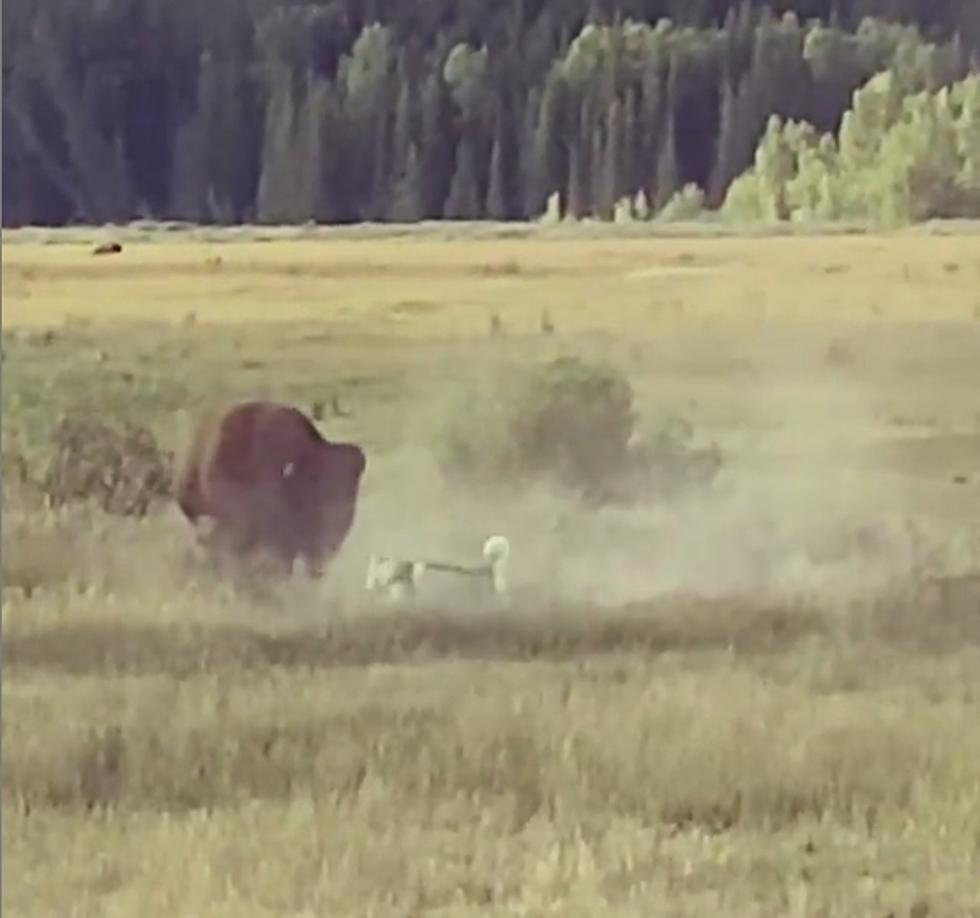 Grand Teton National Park Has A Pet Leash Rule For A Reason