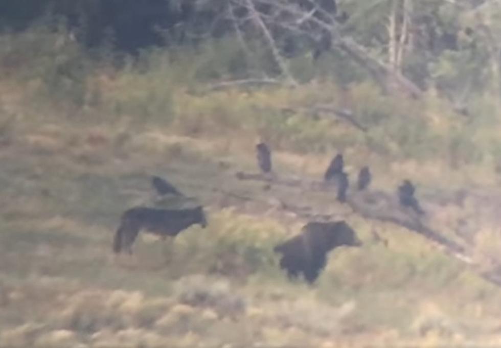 WATCH: 1 Yellowstone Wolf Take Bite Out Of Larger Bear Over Food