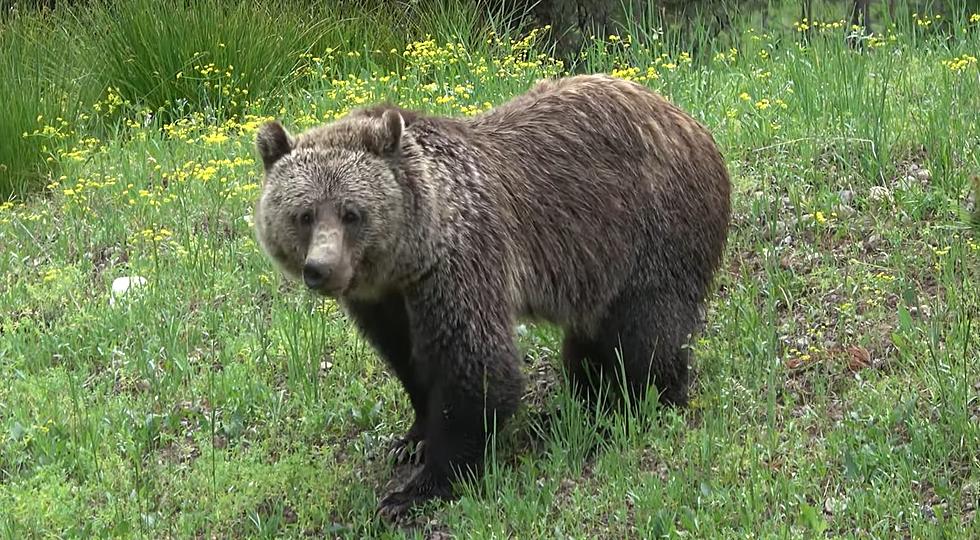 4 Year Old Wyoming Grizzly 962 Killed Due To Human Interaction