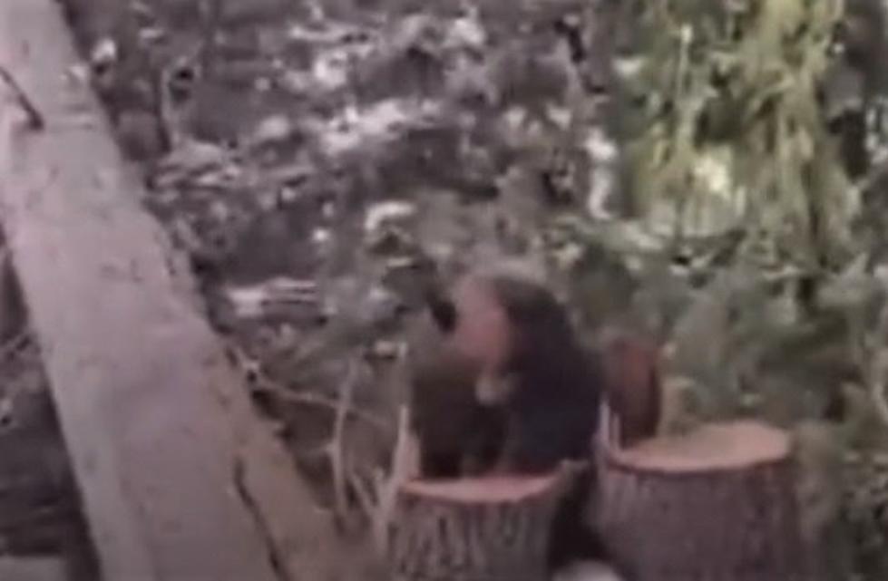WATCH: Man Cuts Down Tree And Finds A Bear Inside…Or Did He?