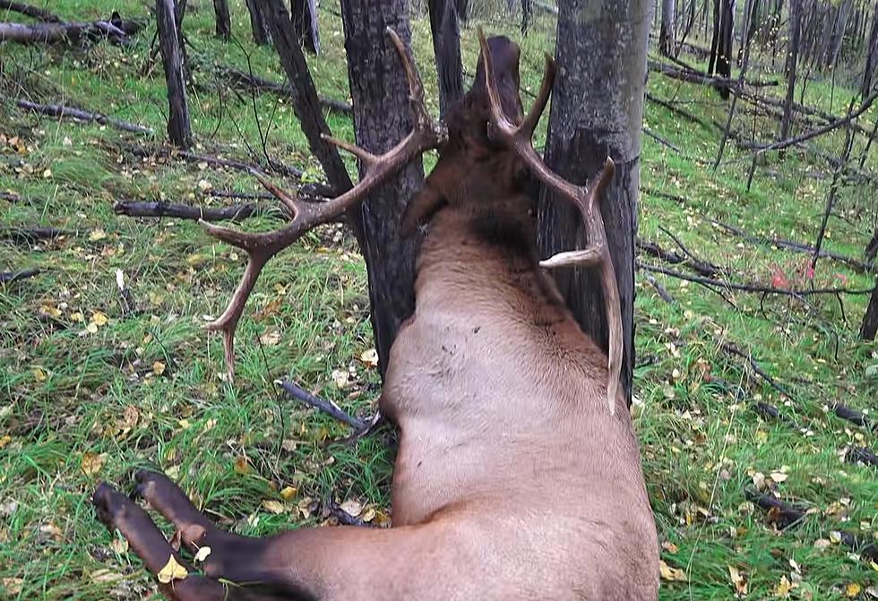 WATCH: This Massive Bull Elk Died In A Way We Have Never Seen Before