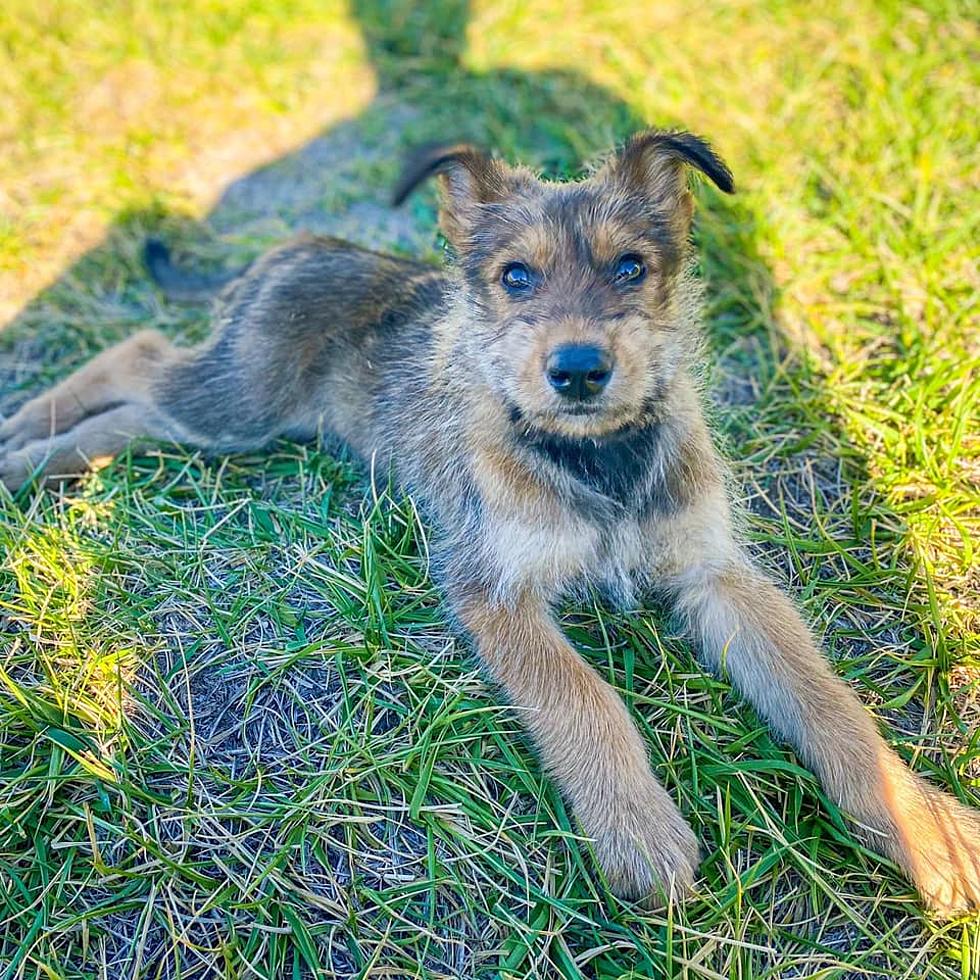 LOOK: We&#8217;d Like You To Meet Prairie Wife&#8217;s New Berger Picard Puppy &#8220;Captain&#8221;