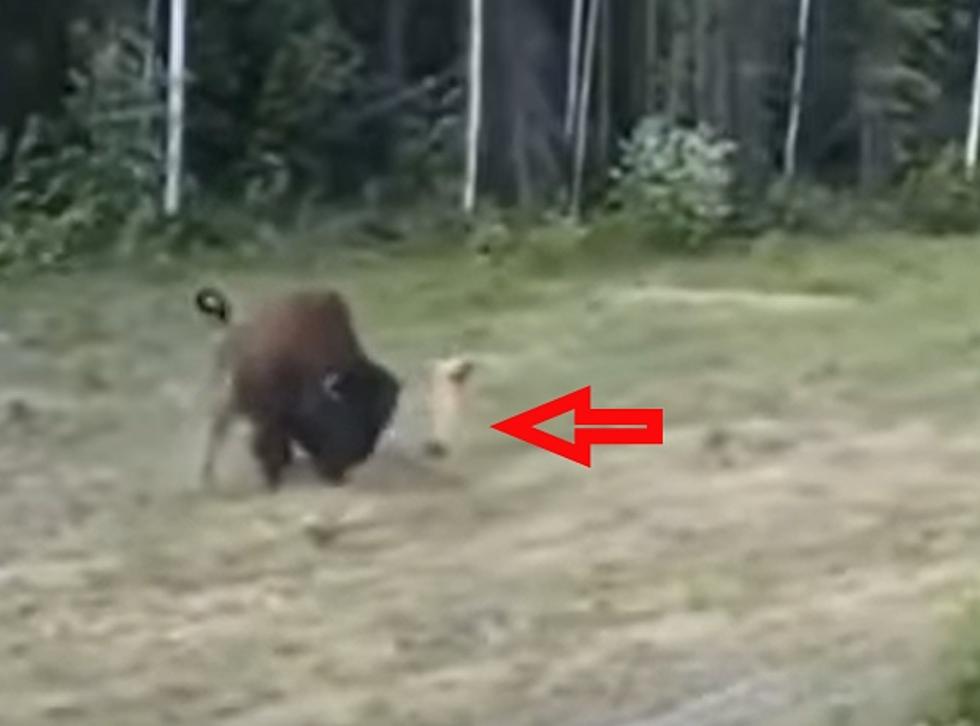 WATCH: A Dog Running Loose Get Crushed By A Bison In Yellowstone