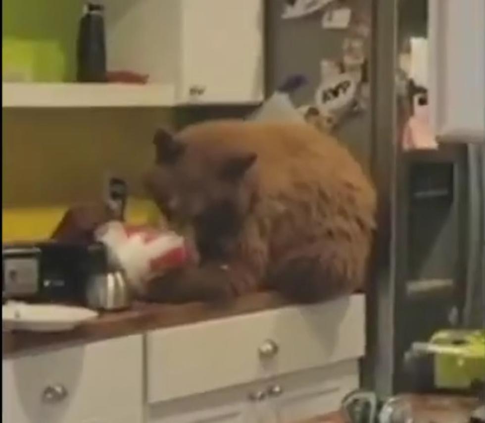 Man Comes Home And Finds 3 Bears, And One Was Eating His Leftover KFC