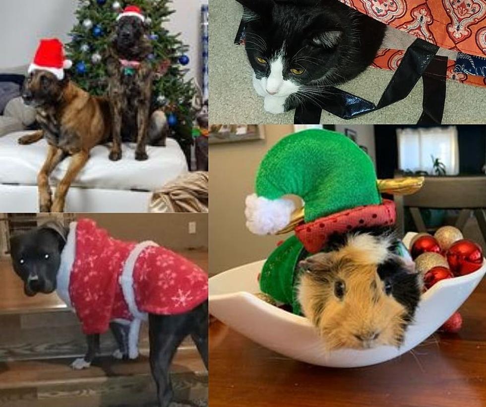 Look At These Adorable Casper Animals Dressed Up For The Holidays