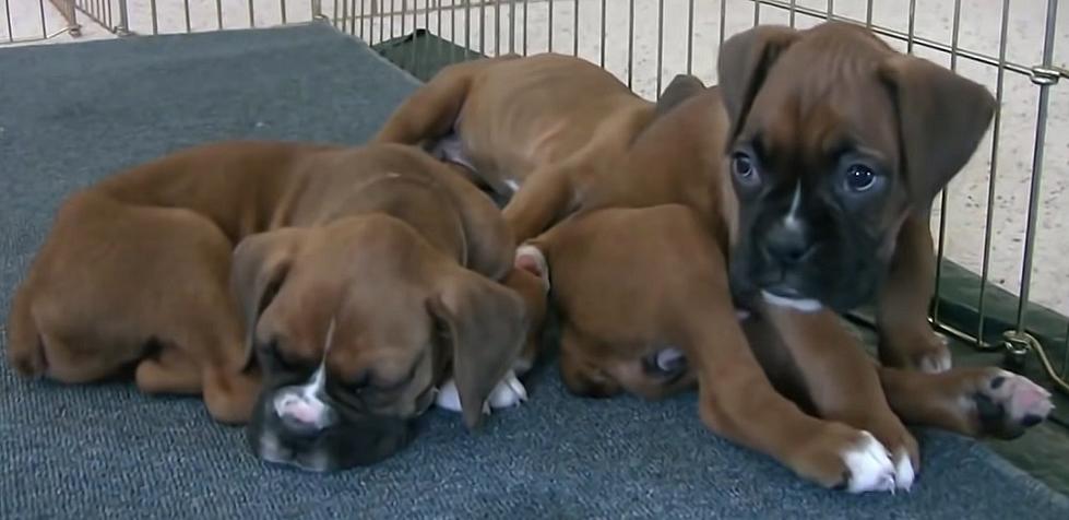 Cute Wyoming Puppies Will One Day Be Adults, But When Is That?