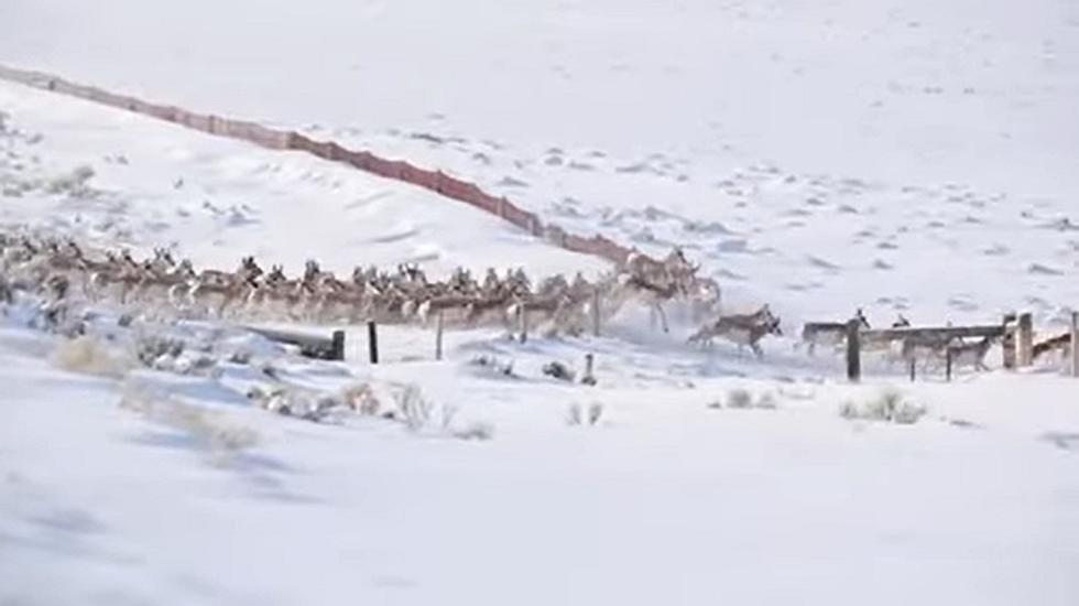 WOW: A Large Antelope Herd Hold Up Traffic In Southern Wyoming